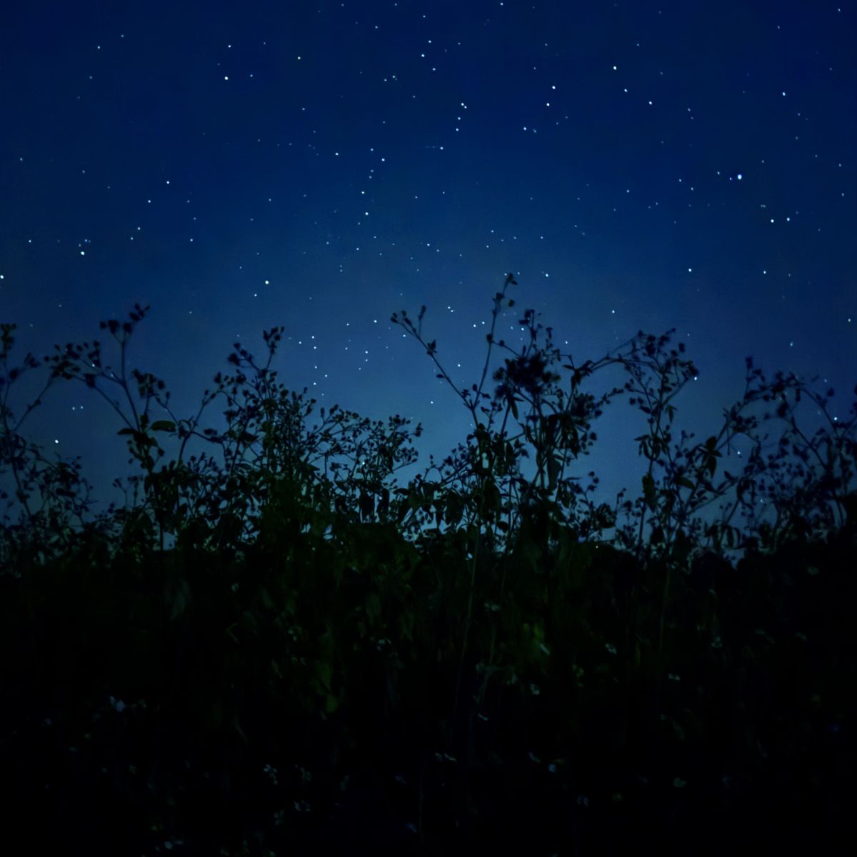 A wildflower field at night